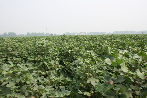 Cotton cropping systems in China, such as the patchwork of farms along the Yangtze River Valley, are quite different from the large-scale systems used for cotton in the U.S. and Australia. "In China, there are many small-scale mixed plantings of cotton, corn, soybean, peanut and other crops that are owned and managed by individual small farmers," says Kongming Wu, who worked with Bruce Tabashnik on the project. (Photo: Peng Wan)
Cotton cropping systems in China, such as the patchwork of farms along the Yangtze River Valley, are quite different from the large-scale systems used for cotton in the U.S. and Australia. "In China, there are many small-scale mixed plantings of cotton, corn, soybean, peanut and other crops that are owned and managed by individual small farmers," says Kongming Wu, who worked with Bruce Tabashnik on the project. (Photo: Peng Wan)